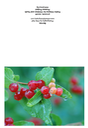berries