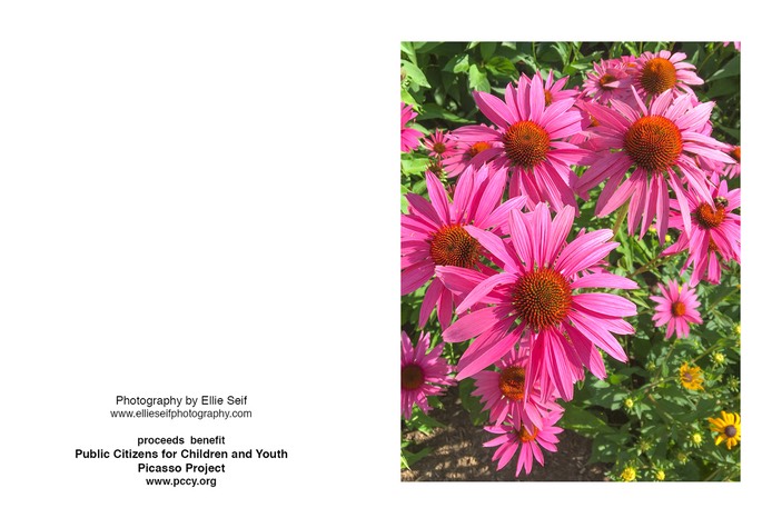 cone flower 2