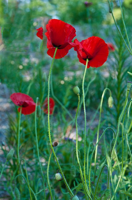 Nature Up Close 23