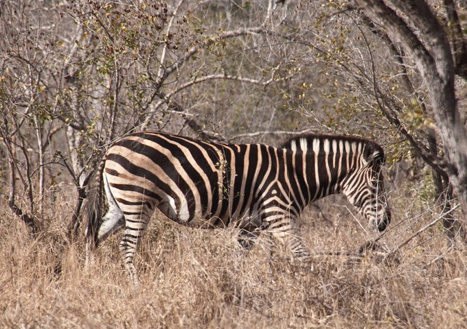 Safari-Kruger 6